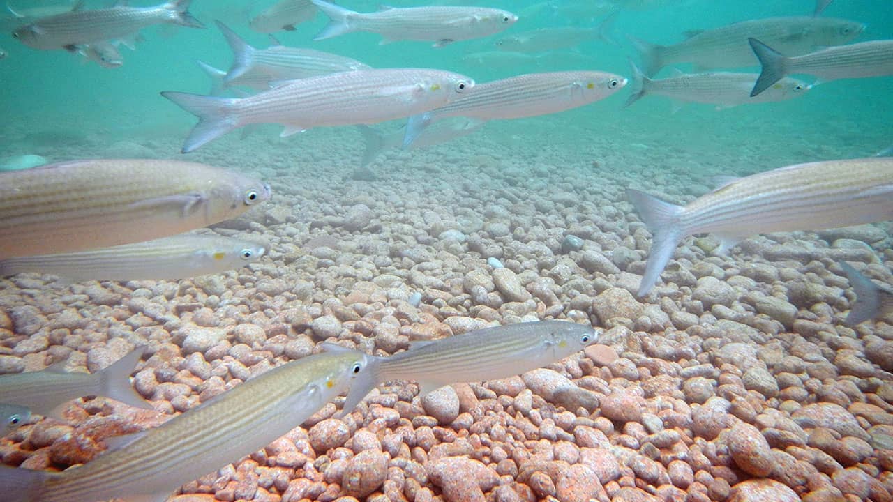 Conserving 30 Percent of the Ocean by 2030 - Implementation of SDG 14.2 and 14.5