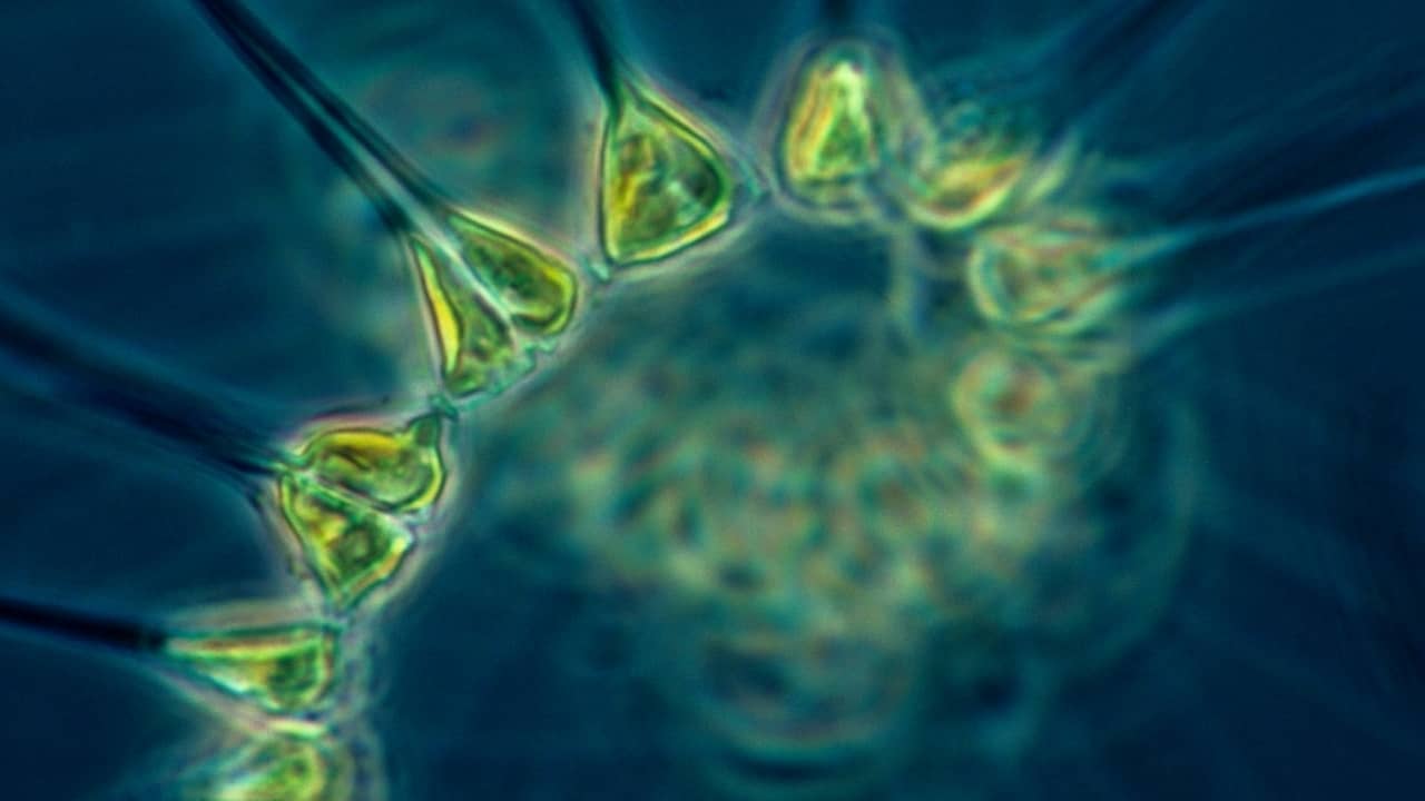 Biological Security - Weekly Update - January 2022