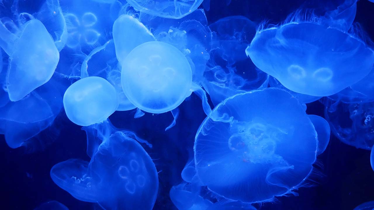 Biological Security - Weekly Update - May 2022