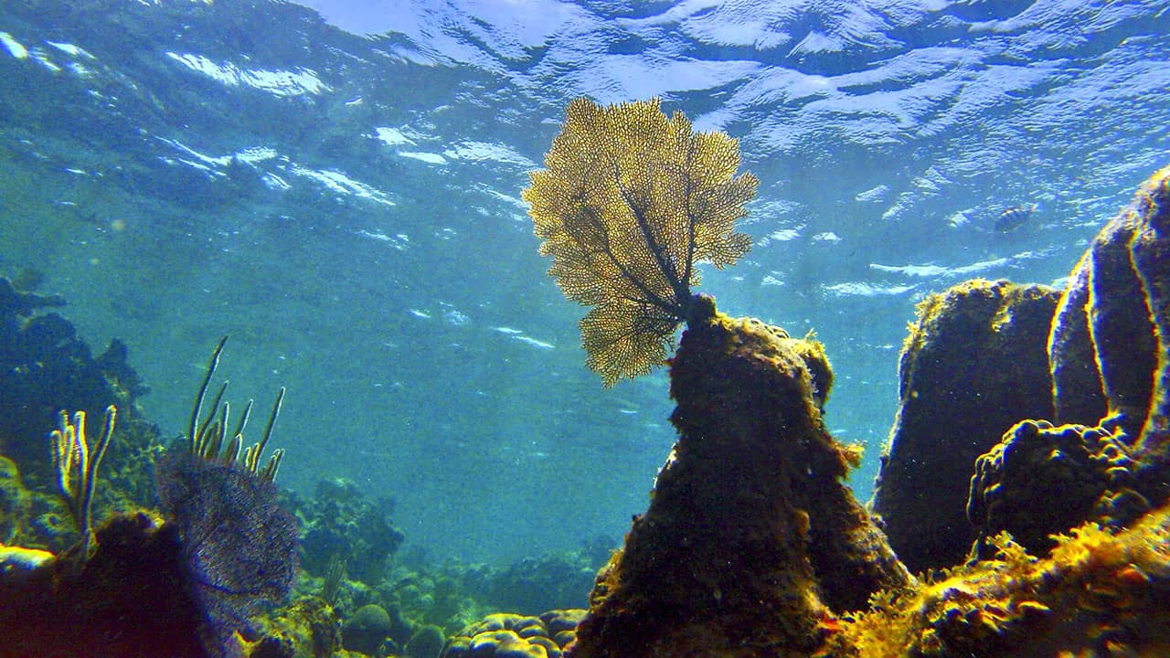 Global Parliamentary Declaration Calling for a Moratorium on Deep Seabed Mining