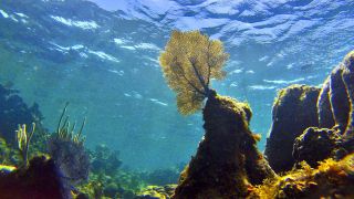 Global Parliamentary Declaration Calling for a Moratorium on Deep Seabed Mining