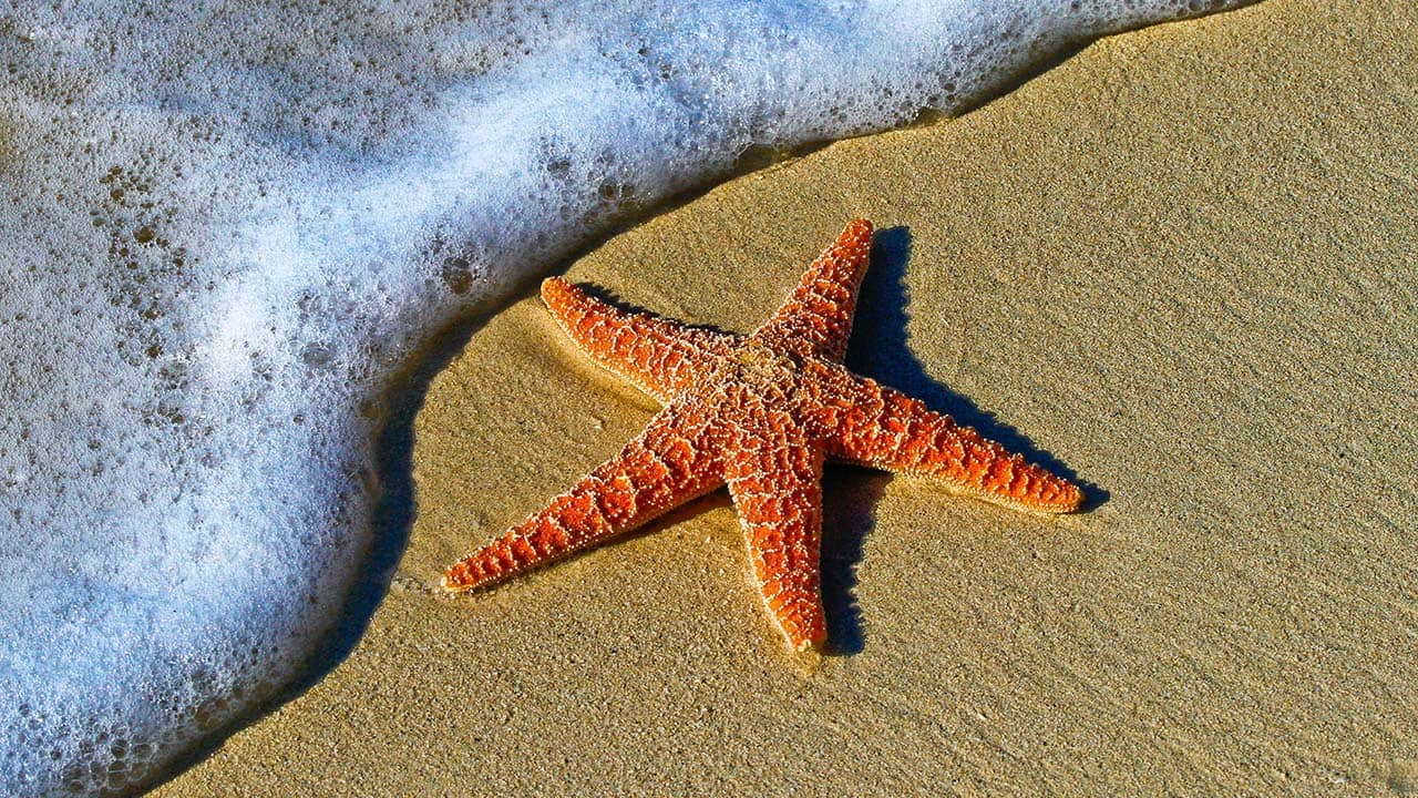 PGA congratulates Panama on the historic conservation of 54 percent of its national waters Photo by Pedro Lastra on Unsplash   