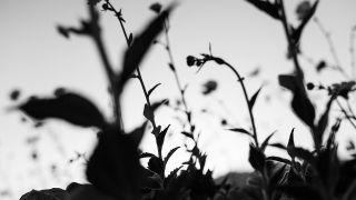 Democratic Republic of the Congo: High Risk of Resumption of the Death Penalty