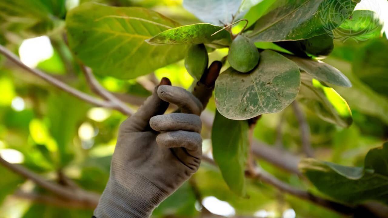 World Environment Day 2025